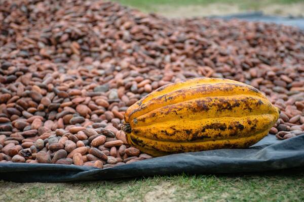 Panduan Agrowisata Bali 2026: Kebun Kopi, Cokelat & Vanili — Venue Nyata, Kisaran Harga Tur, dan Etika Kopi Luwak