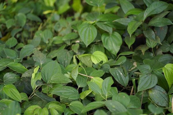 Panduan Agrowisata Bali 2026: Kebun Kopi, Cokelat & Vanili — Venue Nyata, Kisaran Harga Tur, dan Etika Kopi Luwak
