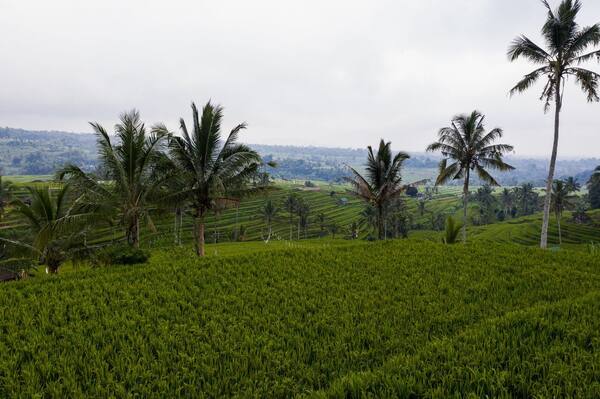 Panduan Kursus Memasak (Cooking Class) di Bali 2026: 7 Kelas Terbaik, Kisaran Harga & Cara Memesan