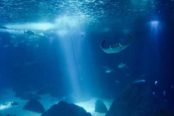 Panduan Snorkeling & Diving di Bali: Spot Terbaik, Biaya & Tips Pemula