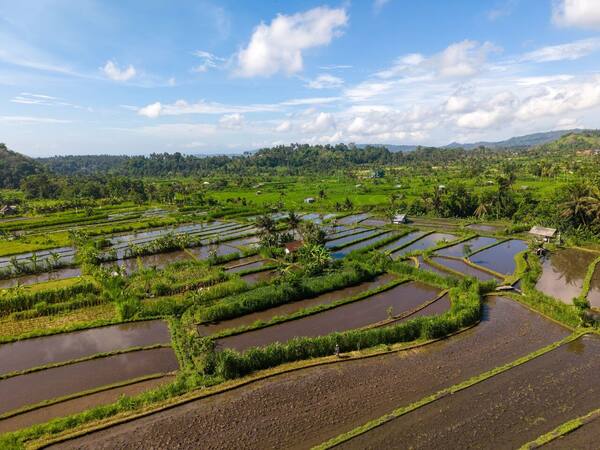 Panduan Transfer Bandara Ngurah Rai ke Ubud, Seminyak, Canggu & Uluwatu 2026: Pilihan, Estimasi Harga & Tips Anti-Calo