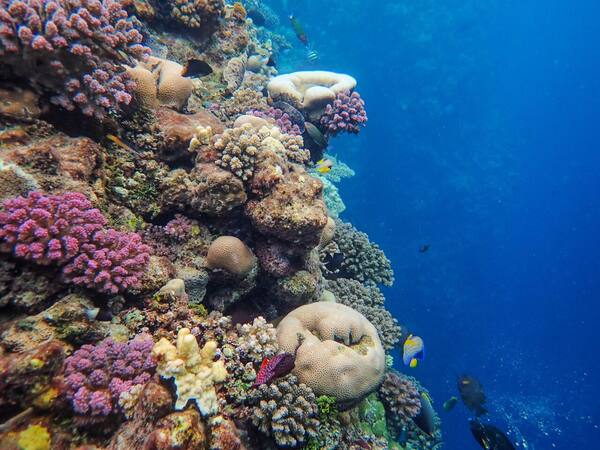 Panduan Wisata Bali Barat 2026: Pemuteran, Menjangan, Taman Nasional Bali Barat & Cara Hemat Voucher Hotel