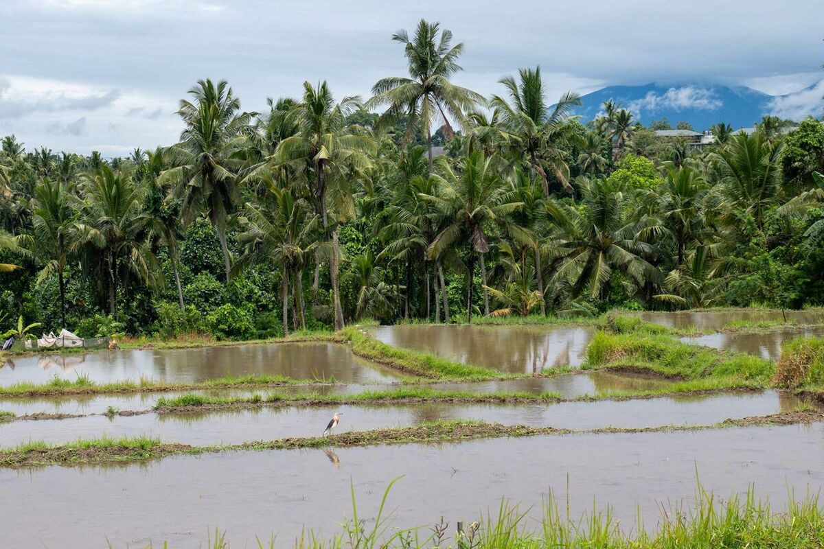 Ubud Travel Guide 2026: Rice Fields, Art, Yoga & How to Save on Hotel Vouchers