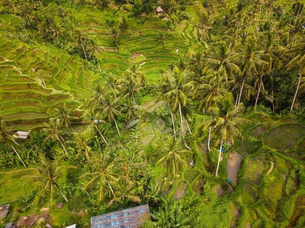 Panduan Wisata Ubud 2026: Sawah, Seni, Yoga & Cara Hemat Voucher Hotel