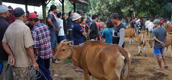 Pasar Hewan Bebandem, Karangasem: Pasar Ternak Bali Timur