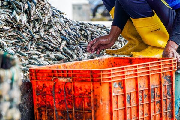 Pelabuhan Pengambengan, Jembrana: Kampung Nelayan Selerek di Ujung Barat Bali