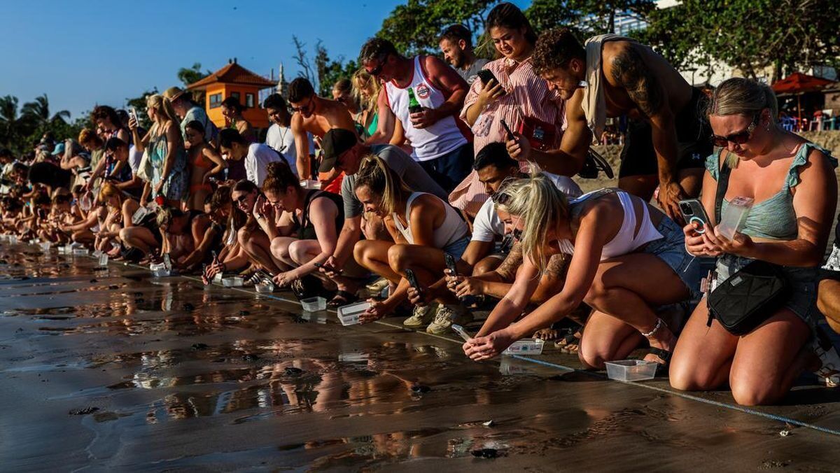 Free Baby Turtle Release at Kuta Beach with the Bali Sea Turtle Society