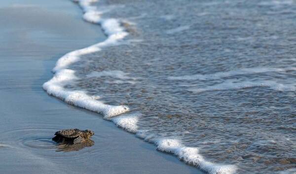 Pelepasan Tukik Gratis di Pantai Kuta Bersama Bali Sea Turtle Society