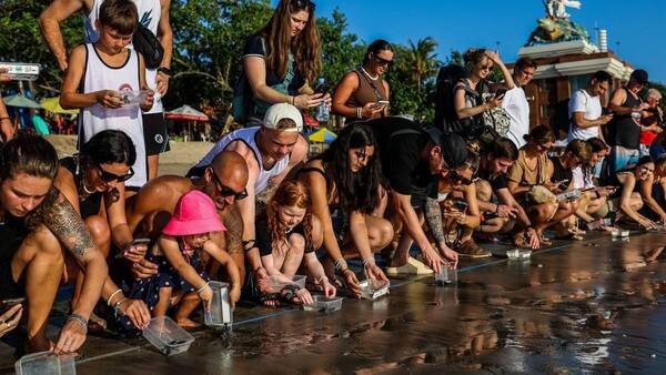 Pelepasan Tukik Gratis di Pantai Kuta Bersama Bali Sea Turtle Society