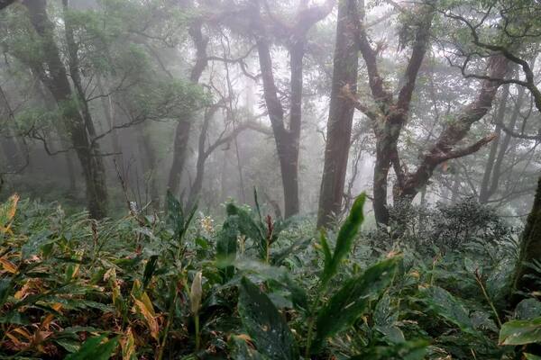 Pendakian Gunung Lesung Tamblingan: Hutan Lumut Sakral & Pura di Puncak 1.860 Mdpl