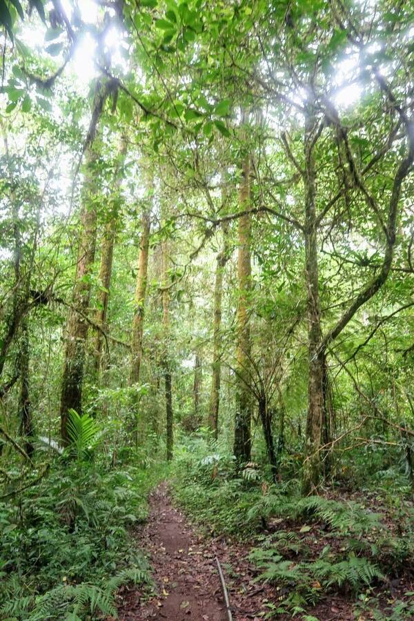 Pendakian Gunung Lesung Tamblingan: Hutan Lumut Sakral & Pura di Puncak 1.860 Mdpl