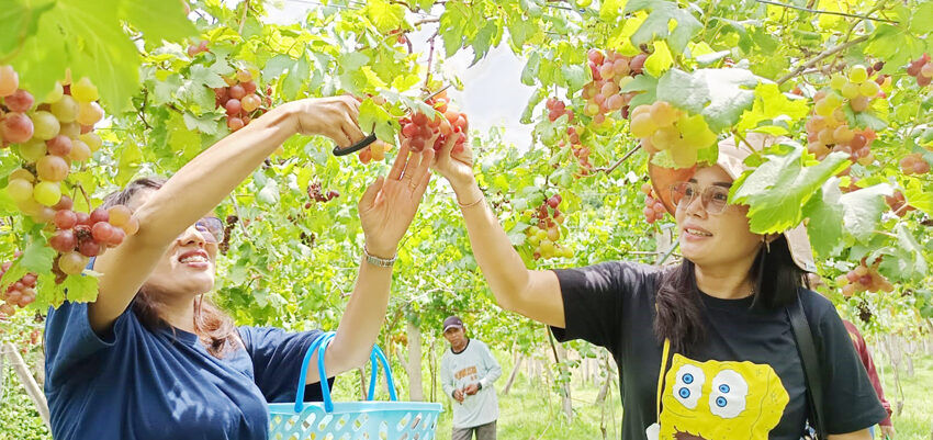 Imported Grape Picking in Umeanyar, Seririt: Check This First