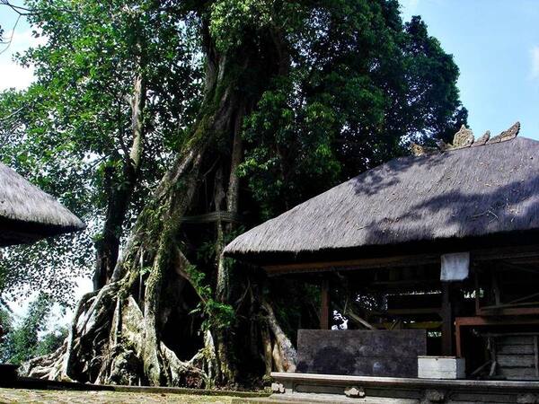 Pura Muncak Sari Tabanan: Tempat Memohon Jodoh di Lereng Batukaru