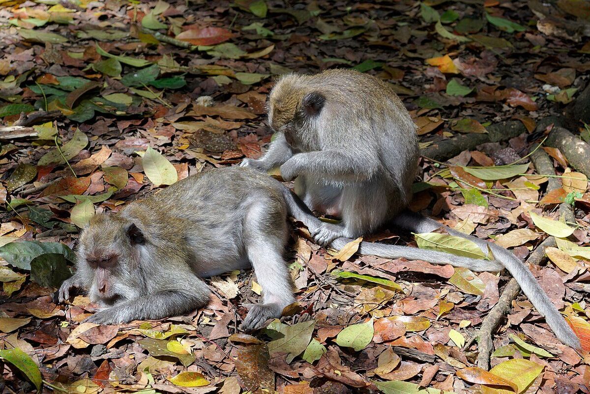 Sacred Monkey Forest Sanctuary Ubud: Sacred Forest Full of Macaques