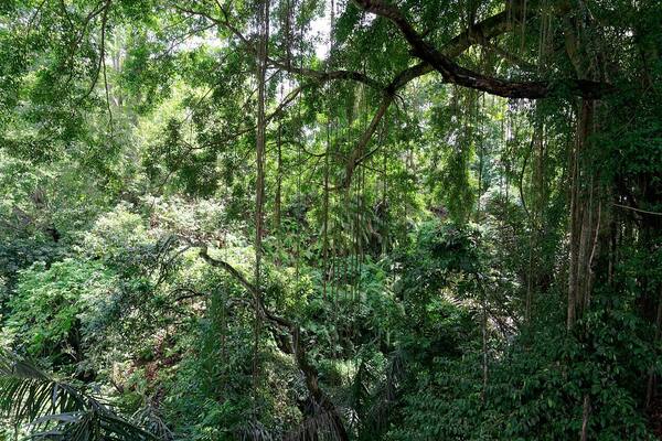Sacred Monkey Forest Sanctuary Ubud: Hutan Keramat Penuh Macaque