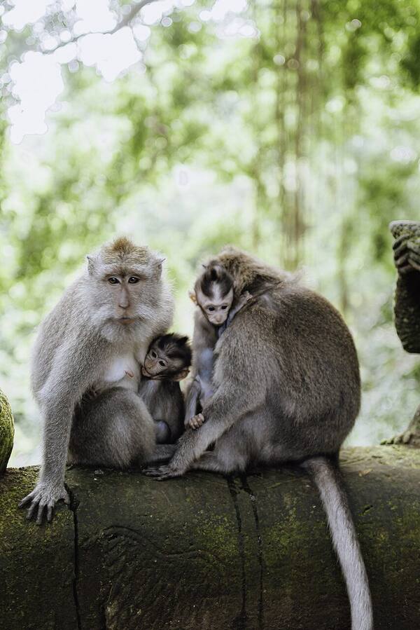 Sacred Monkey Forest Sanctuary Ubud: Hutan Keramat Penuh Macaque