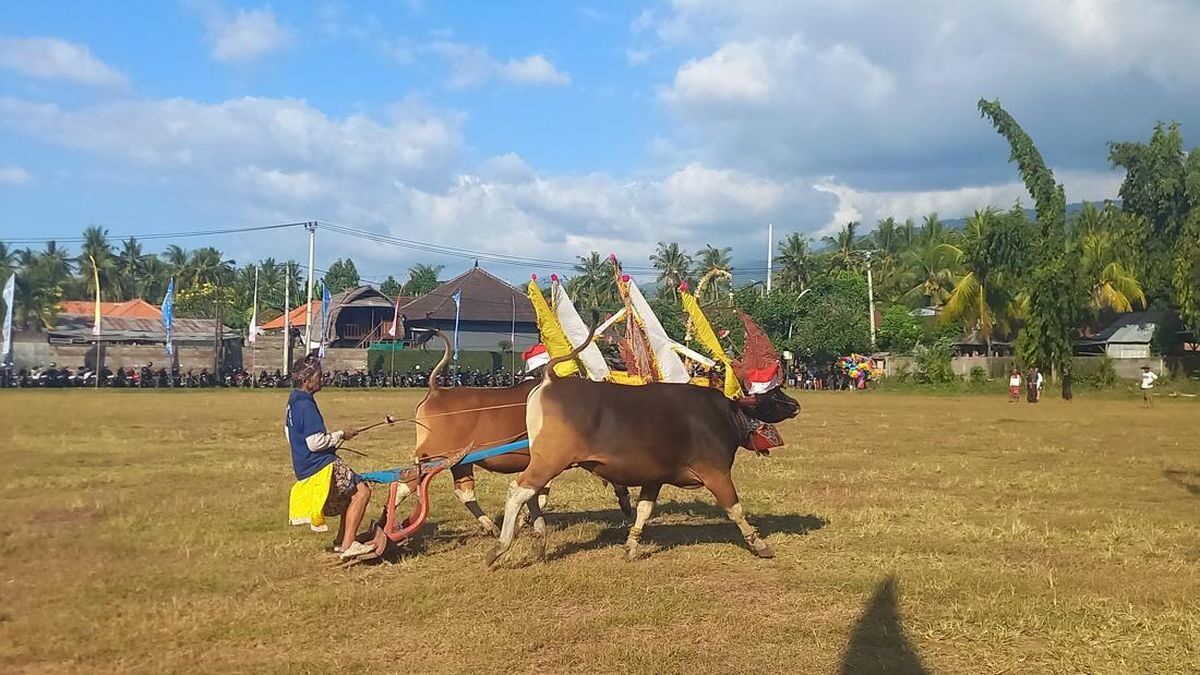 Sampi Gerumbungan: Buleleng's Decorated Cattle Race That Judges Beauty, Not Speed