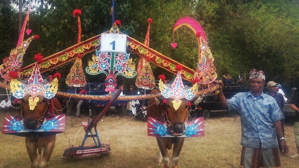 Sampi Gerumbungan: Pacu Sapi Berhias Khas Buleleng yang Menilai Keindahan, Bukan Kecepatan