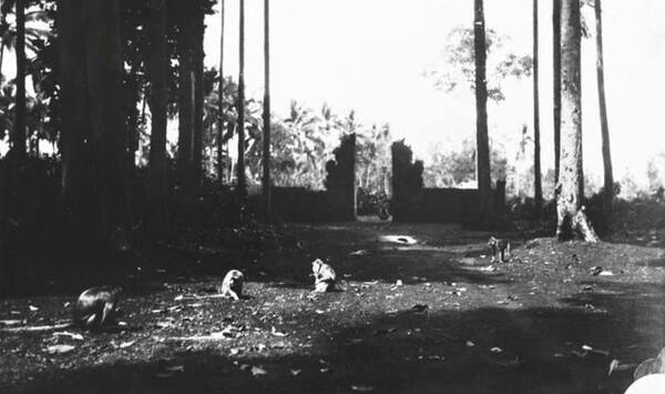 Sangeh Monkey Forest: Hutan Pala Keramat & Pura Bukit Sari di Badung