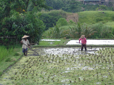 Sari Organik Ubud: Healthy Farm-to-Table Dining After a Scenic Rice-Field Walk