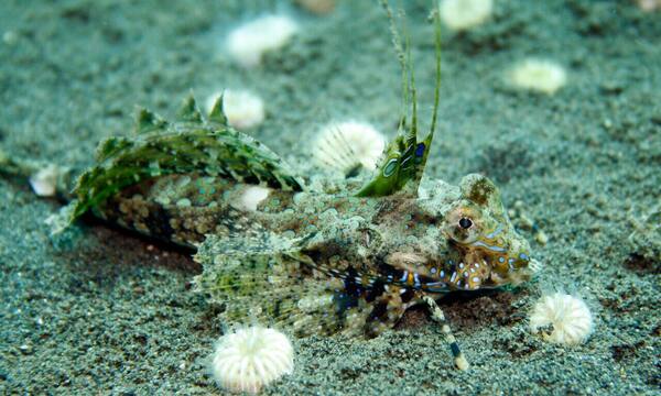 Sebelum Muck Diving di Puri Jati Seririt, Baca Ini Dulu