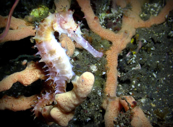 Sebelum Muck Diving di Puri Jati Seririt, Baca Ini Dulu