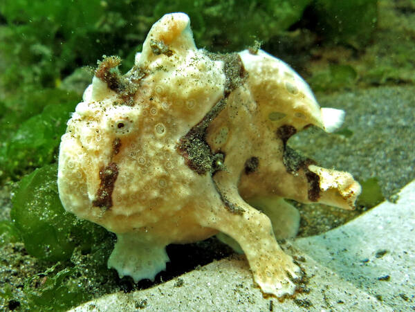 Secret Bay Gilimanuk: Surga Muck Diving Tersembunyi di Ujung Barat Bali