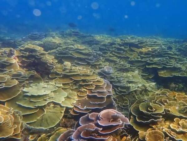 Snorkeling di Bondalem Tejakula: Taman Karang Buatan Warga