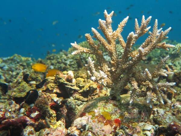 Snorkeling di Desa Les Tejakula: 7 Hal Sebelum Kamu Pergi