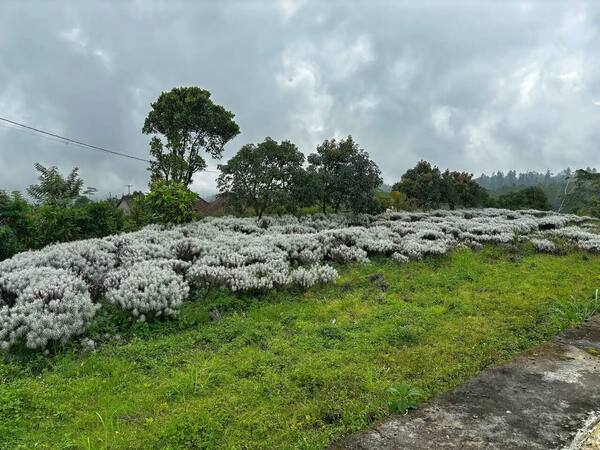 Taman Edelweis Bali, Besakih: Padang Bunga Kasna di Lereng Gunung Agung