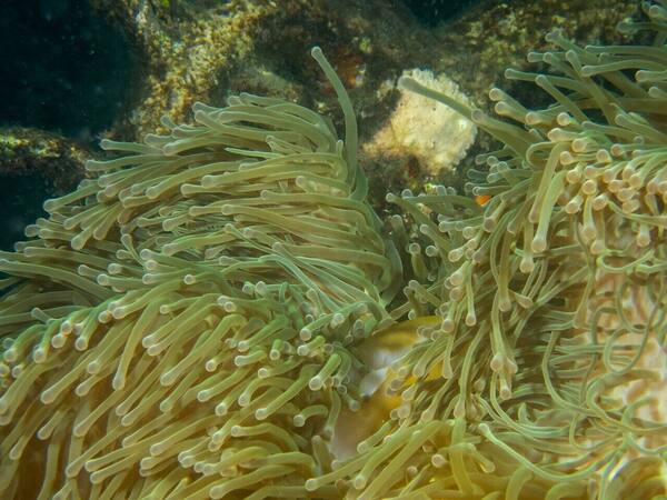Taman Karang Biorock Pemuteran: Snorkeling di Atas Kebun Karang Bertenaga Listrik