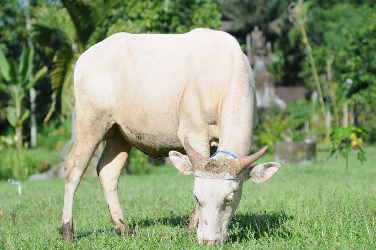 Taman Wisata Lembu Putih Taro: Sacred White Cattle Near Ubud