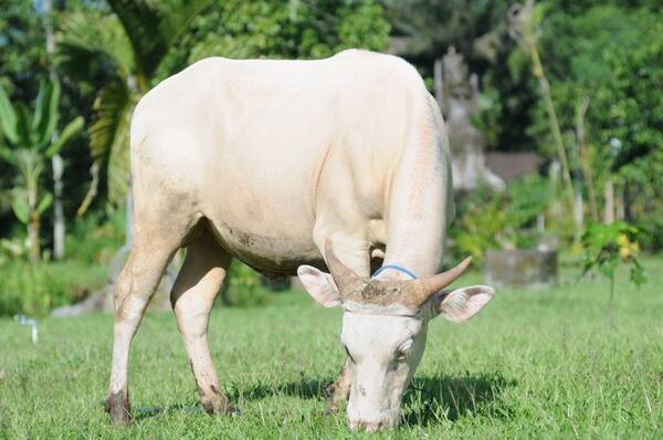 Taman Wisata Lembu Putih Taro: Sacred White Cattle Near Ubud