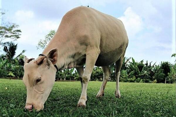 Taman Wisata Lembu Putih Taro: Sapi Suci Dekat Ubud yang Jarang Masuk Itinerary