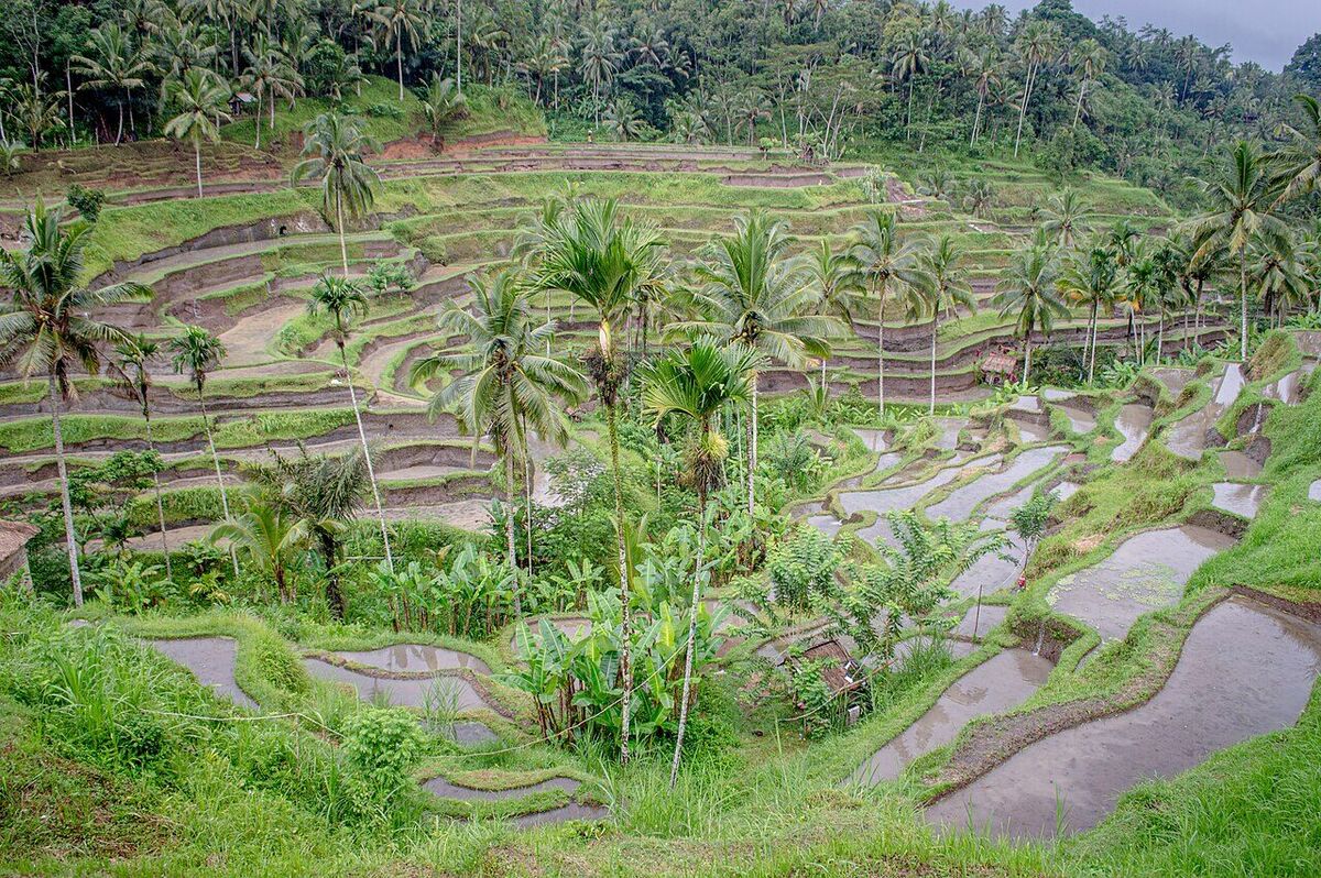 Tegallalang Rice Terrace Ubud: Iconic Subak Steps, Best Hours & Tickets