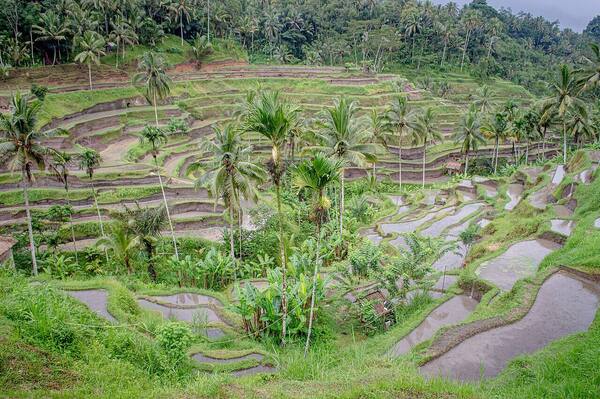 Tegallalang Rice Terrace Ubud: Iconic Subak Steps, Best Hours & Tickets