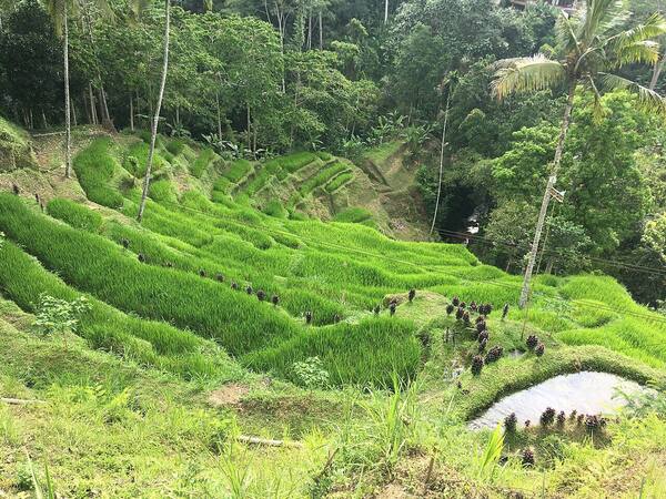 Tegallalang Rice Terrace Ubud: Sawah Berundak Ikonik, Jam Terbaik & Tiket