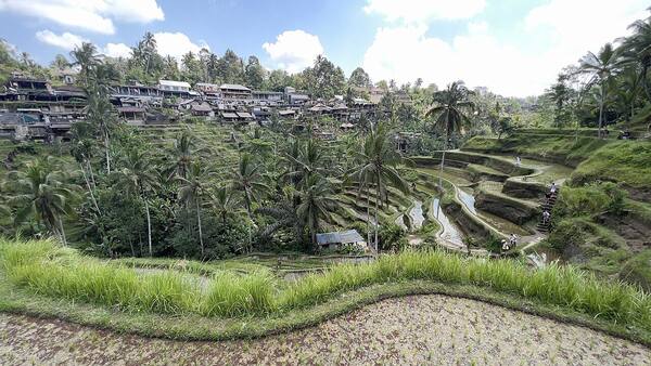 Tegallalang Rice Terrace Ubud: Sawah Berundak Ikonik, Jam Terbaik & Tiket