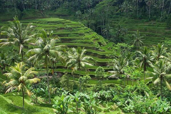 Tegallalang Rice Terrace Ubud: Sawah Berundak Ikonik, Jam Terbaik & Tiket