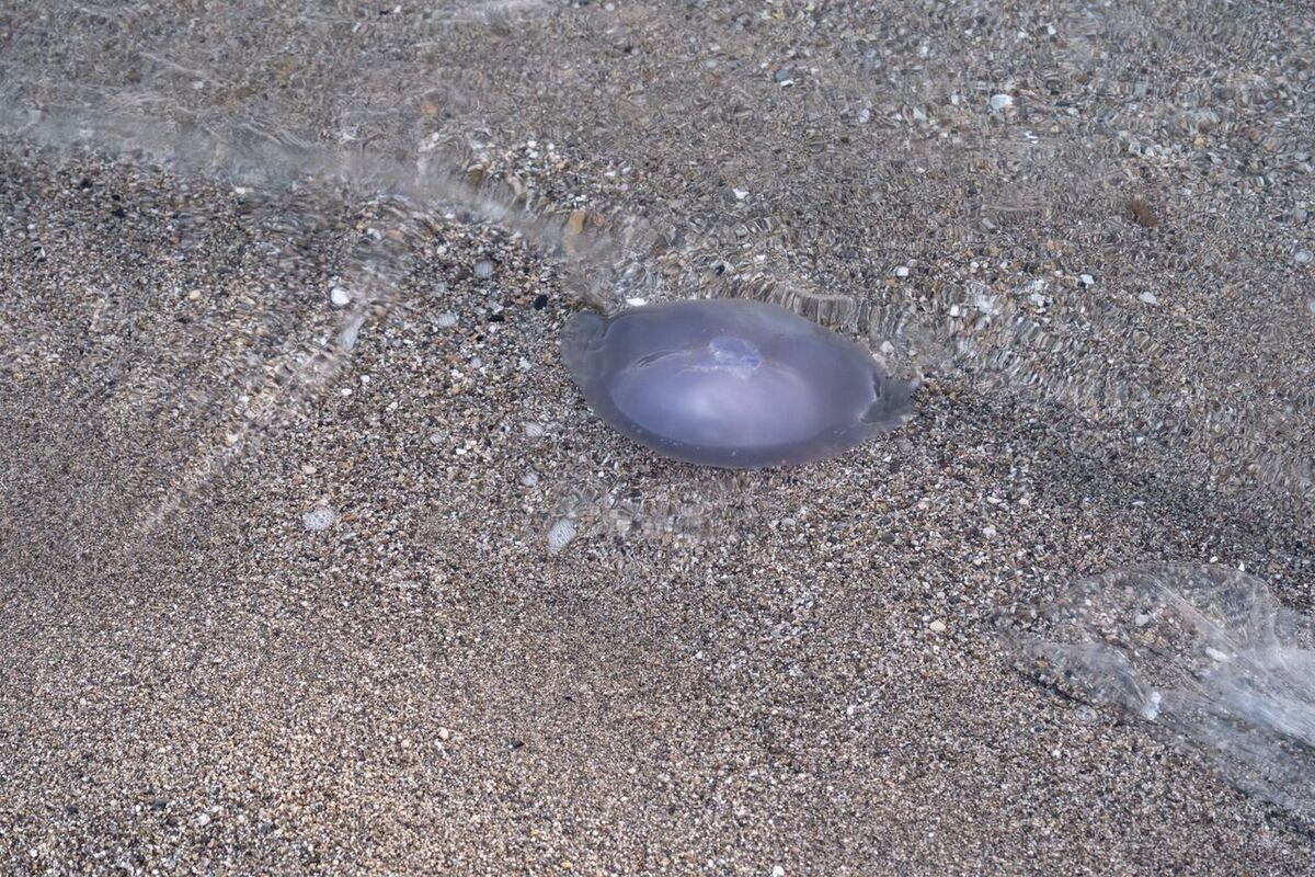 Von Qualle oder Seeigel in Bali gestochen: Was tun?