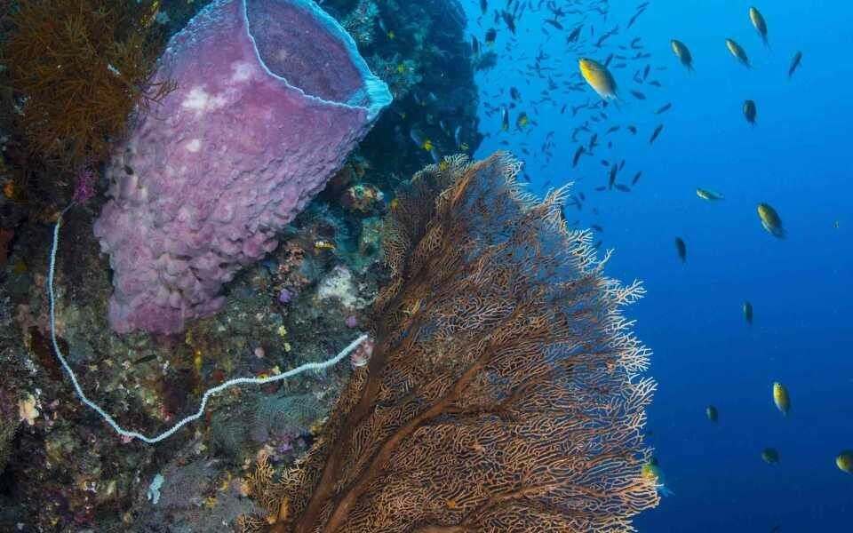 Tulamben Drop Off: Bali's Vertical Coral Wall Dive