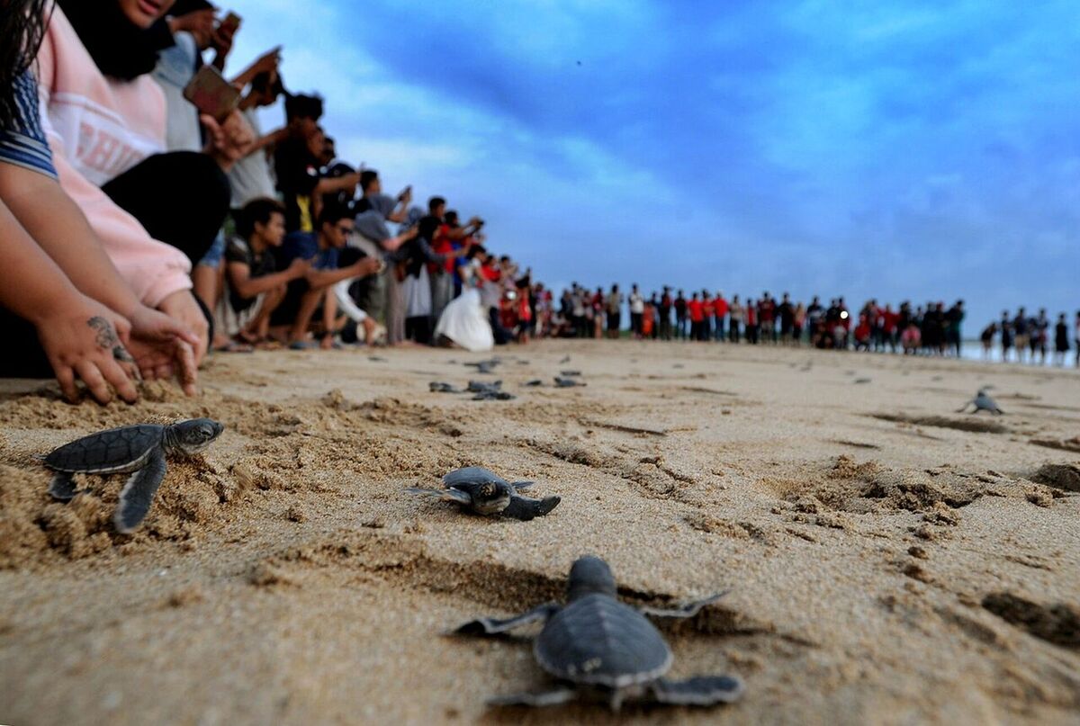 Turtle Conservation and Education Center Serangan: Family Turtle Education in Denpasar