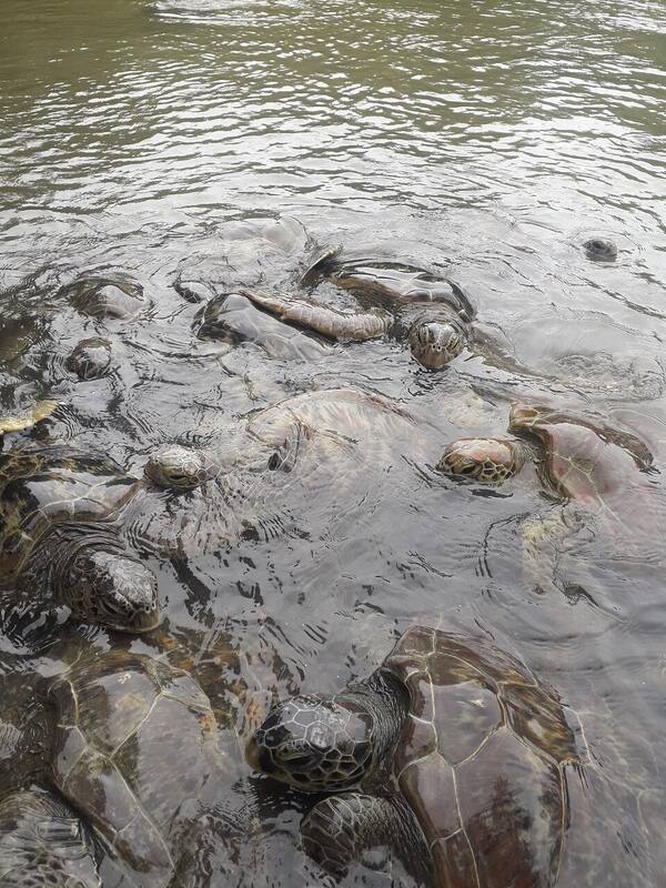 Turtle Conservation and Education Center Serangan: Wisata Edukasi Penyu di Denpasar