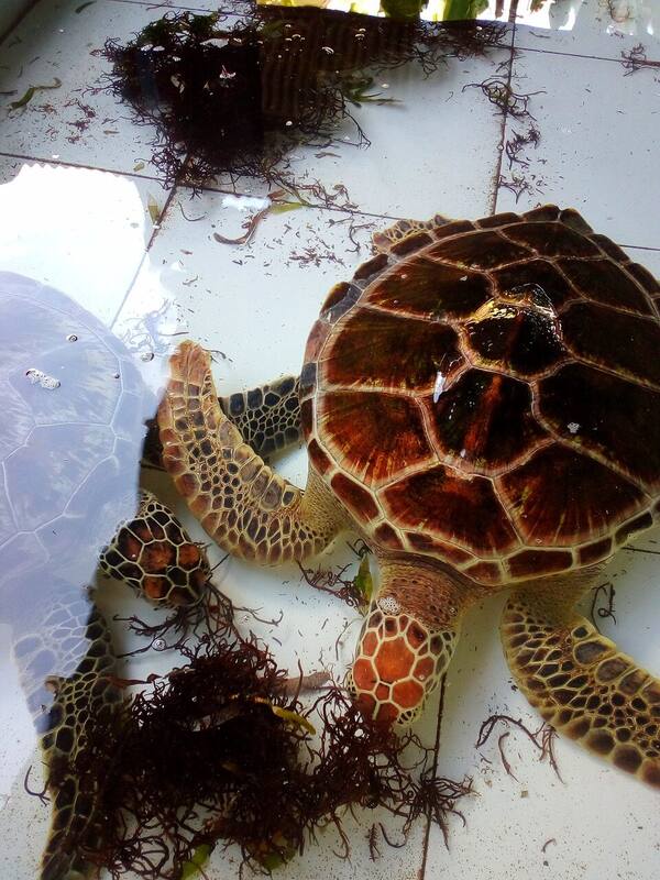 Turtle Conservation and Education Center Serangan: Wisata Edukasi Penyu di Denpasar