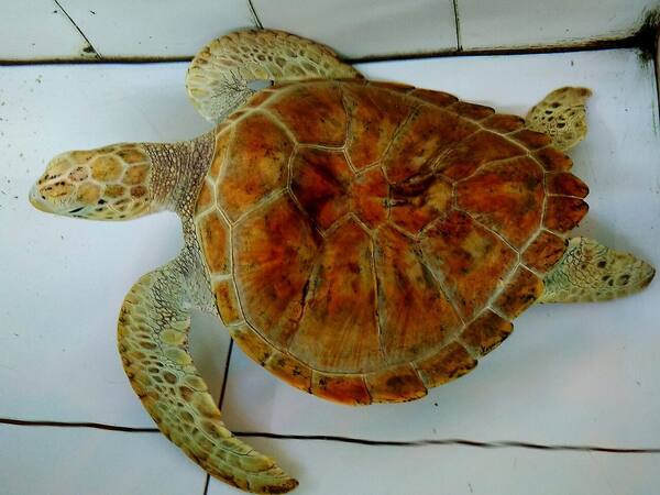 Turtle Conservation and Education Center Serangan: Wisata Edukasi Penyu di Denpasar