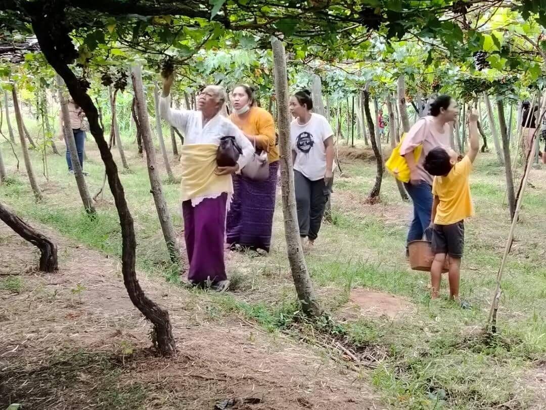 Wira Grape Sejahtera, Seririt: Is Grape Picking Worth a Stop?