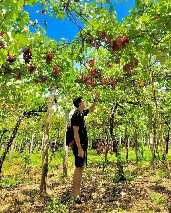 Wira Grape Sejahtera Seririt: Petik Anggur, Layak Mampir?
