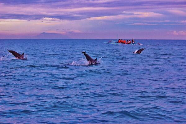 Wisata Lumba-lumba Pantai Lovina: Berburu Matahari Terbit & Dolphin di Bali Utara