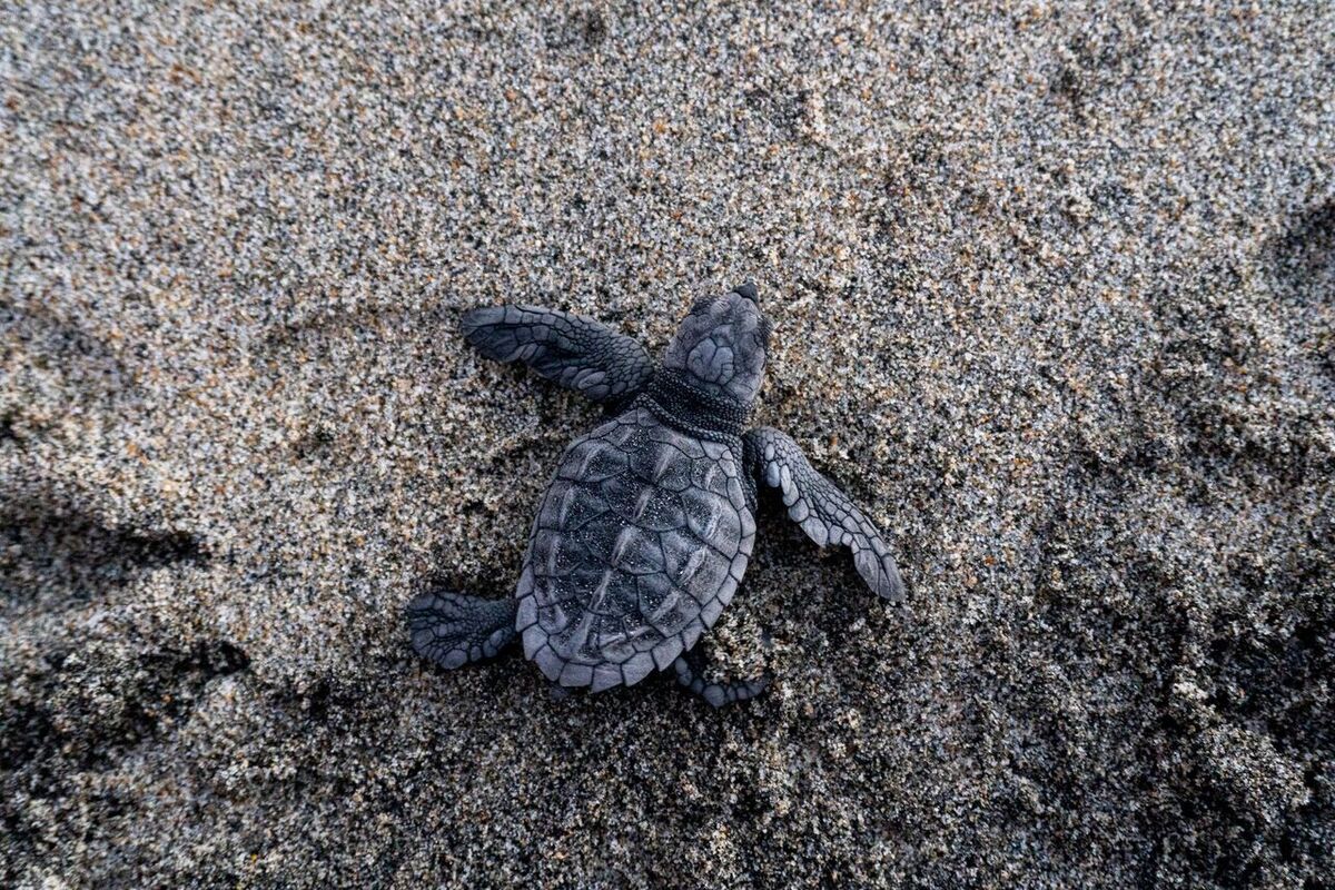 Ethischer Wildtier-Tourismus auf Bali 2026: Schildkröten, Mantas, Affen, Vögel & Elefanten verantwortungsvoll erleben